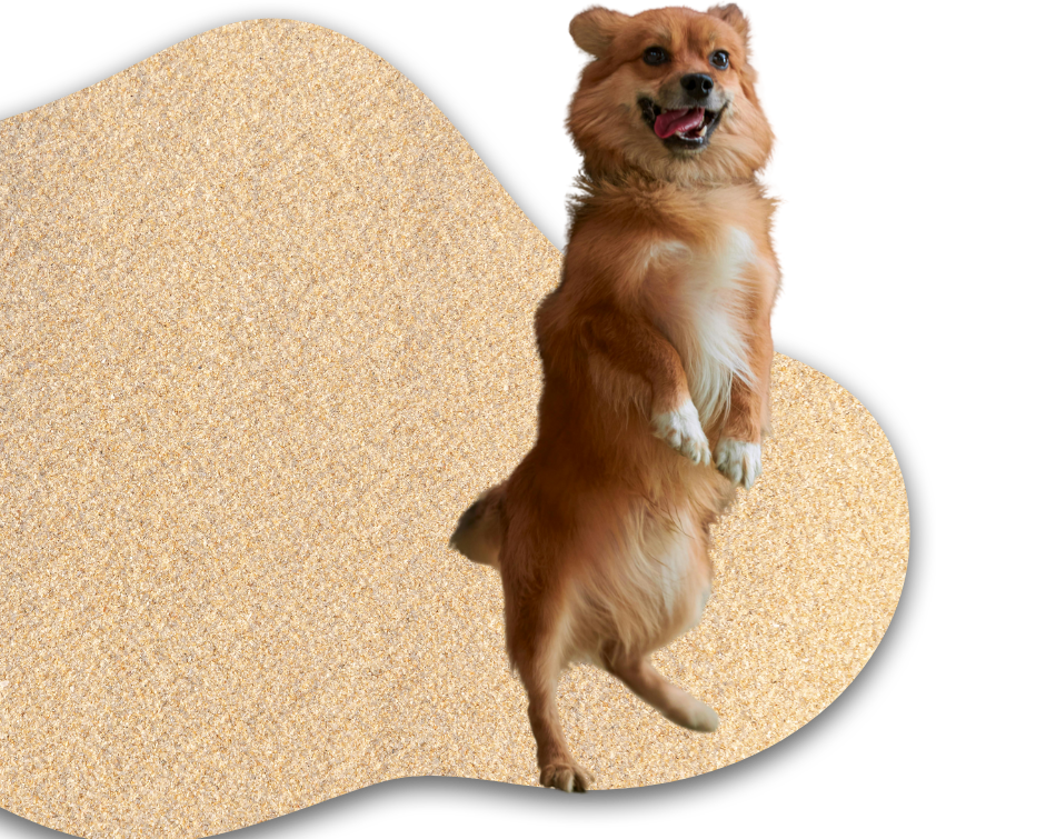 https://pawti.mx/wp-content/uploads/2025/06/PAWTI-BANNER-2.png